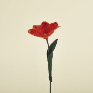 Filzblume Rot