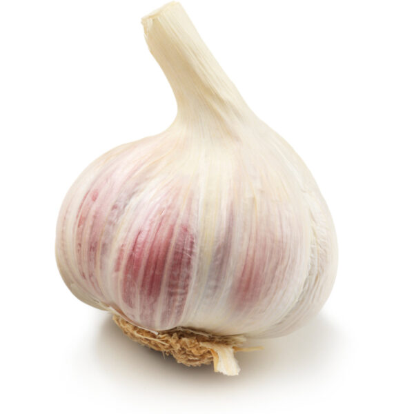 Knoblauch aus eigenem Anbau