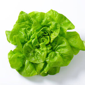 Kopfsalat