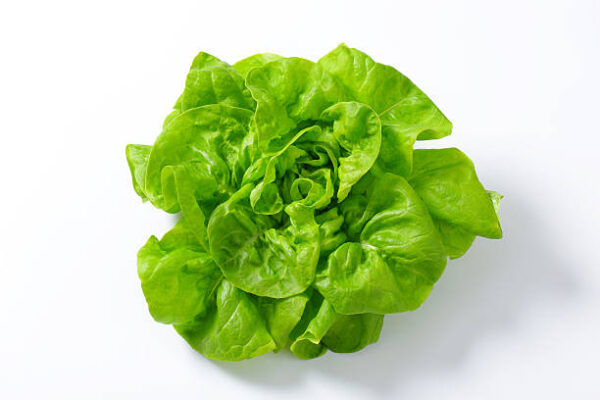 Salat Kopf